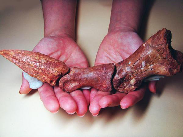 カルカロドントサウルス フットクロウ かぎ爪 化石 肉食恐竜 獣脚類