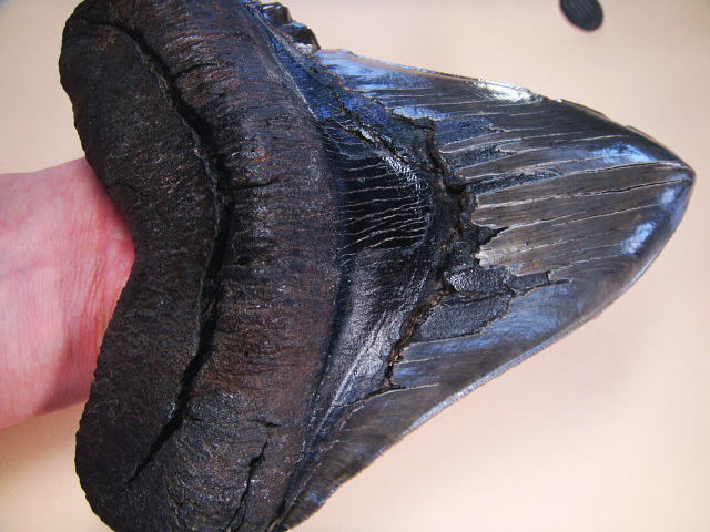 化石ギャラリー｜メガロドンの歯