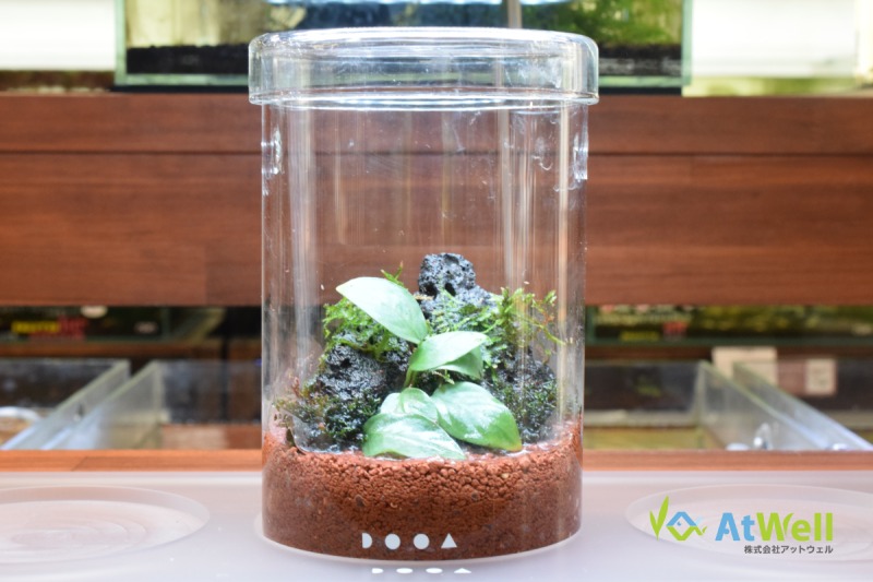 ADA LAB限定 パルダライト+アクリル展示台+ガラスポットMARUセット ADA