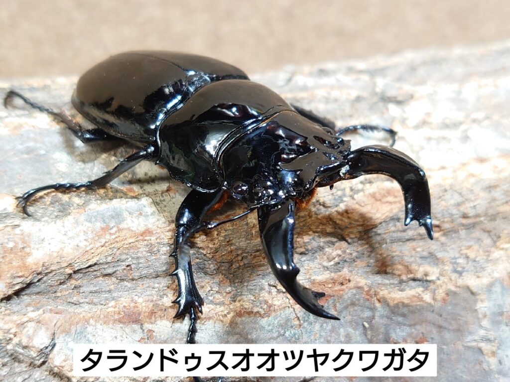 タランドゥスオオツヤクワガタ、100％マンディブラリスなど入荷