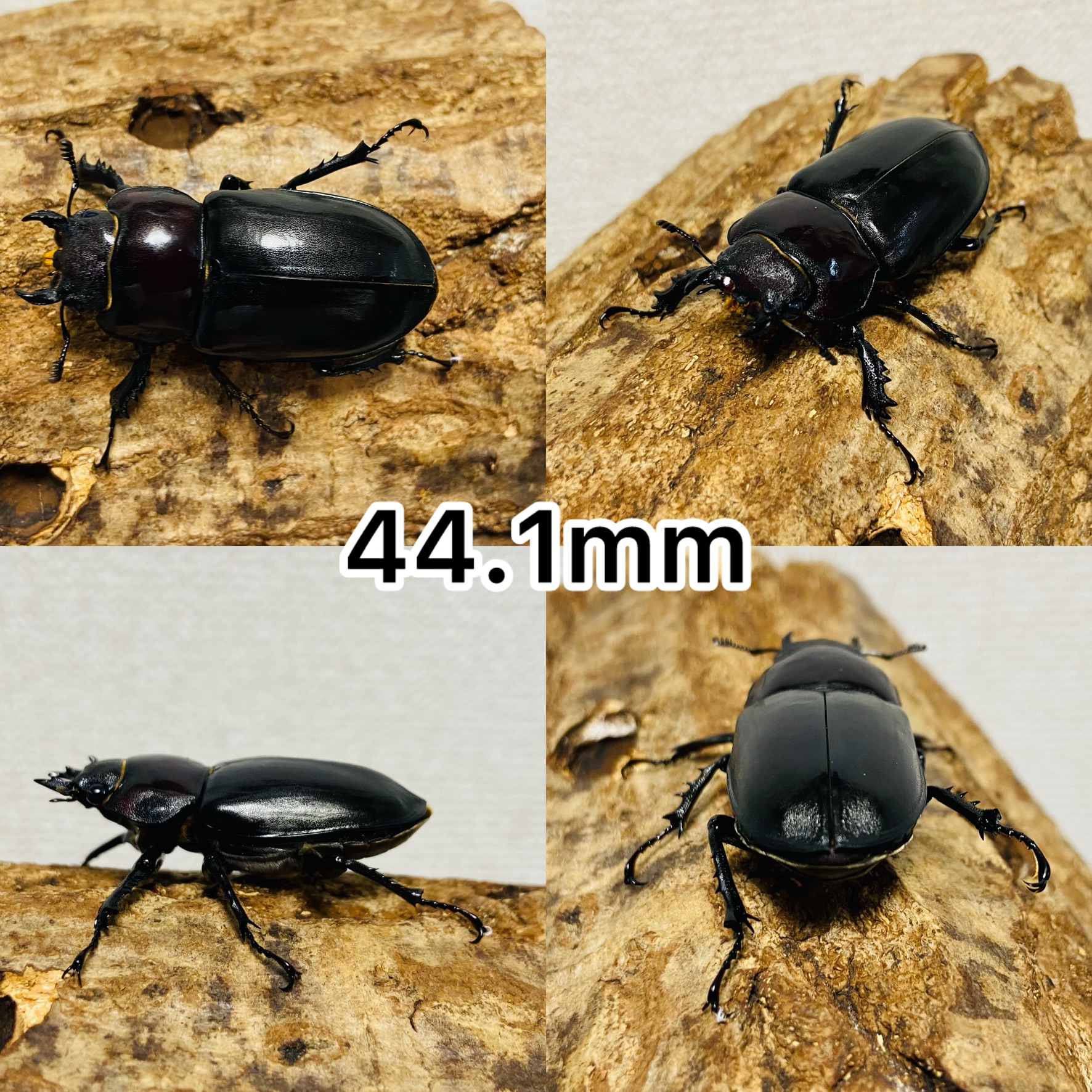 ユダイクスミヤマクワガタ♂90mm単品 【Sparkle Beetle】ユダイクス