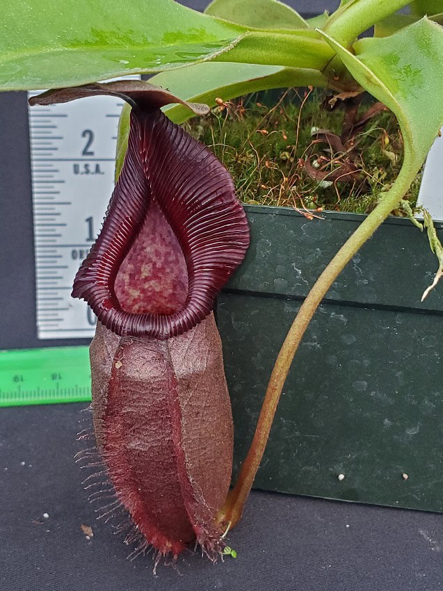 Nepenthes robcantleyi x ovata BE 3996 – Bergen Water Gardens