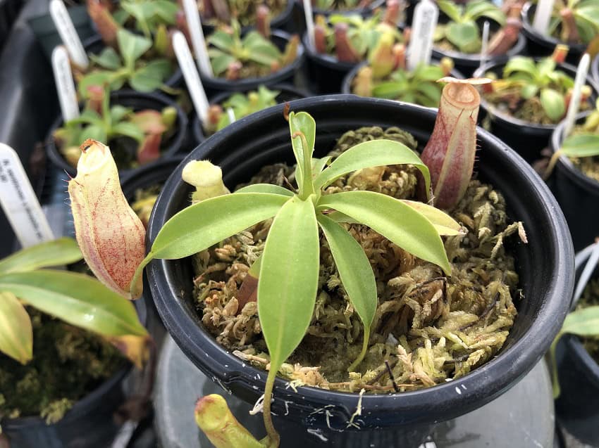 Nepenthes merrilliana x (maxima x talangensis) BE 3942 – Bergen