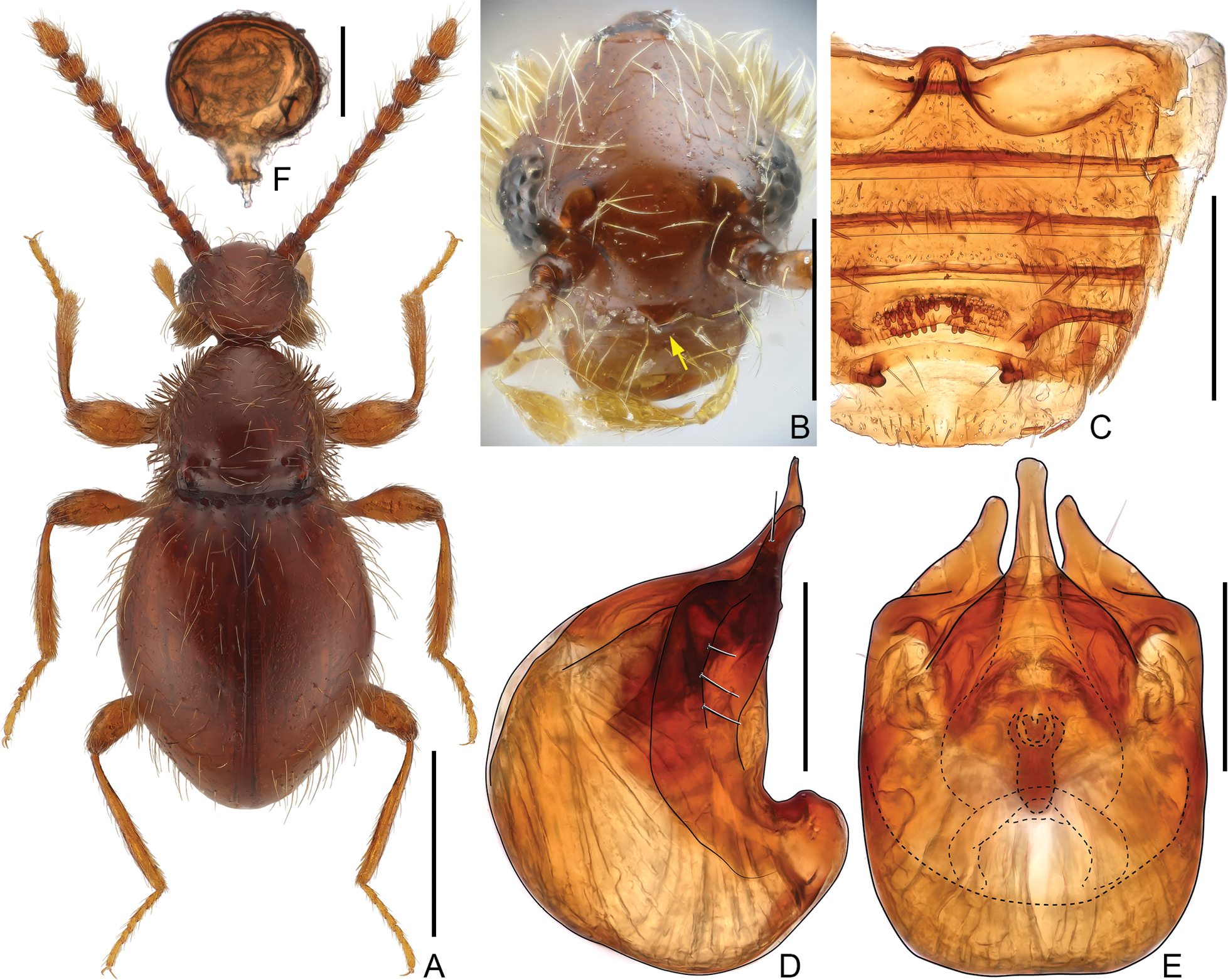 標本 China Yunnan Cetoniinae s.p 23mm 標本 China Yunnan Cetoniinae