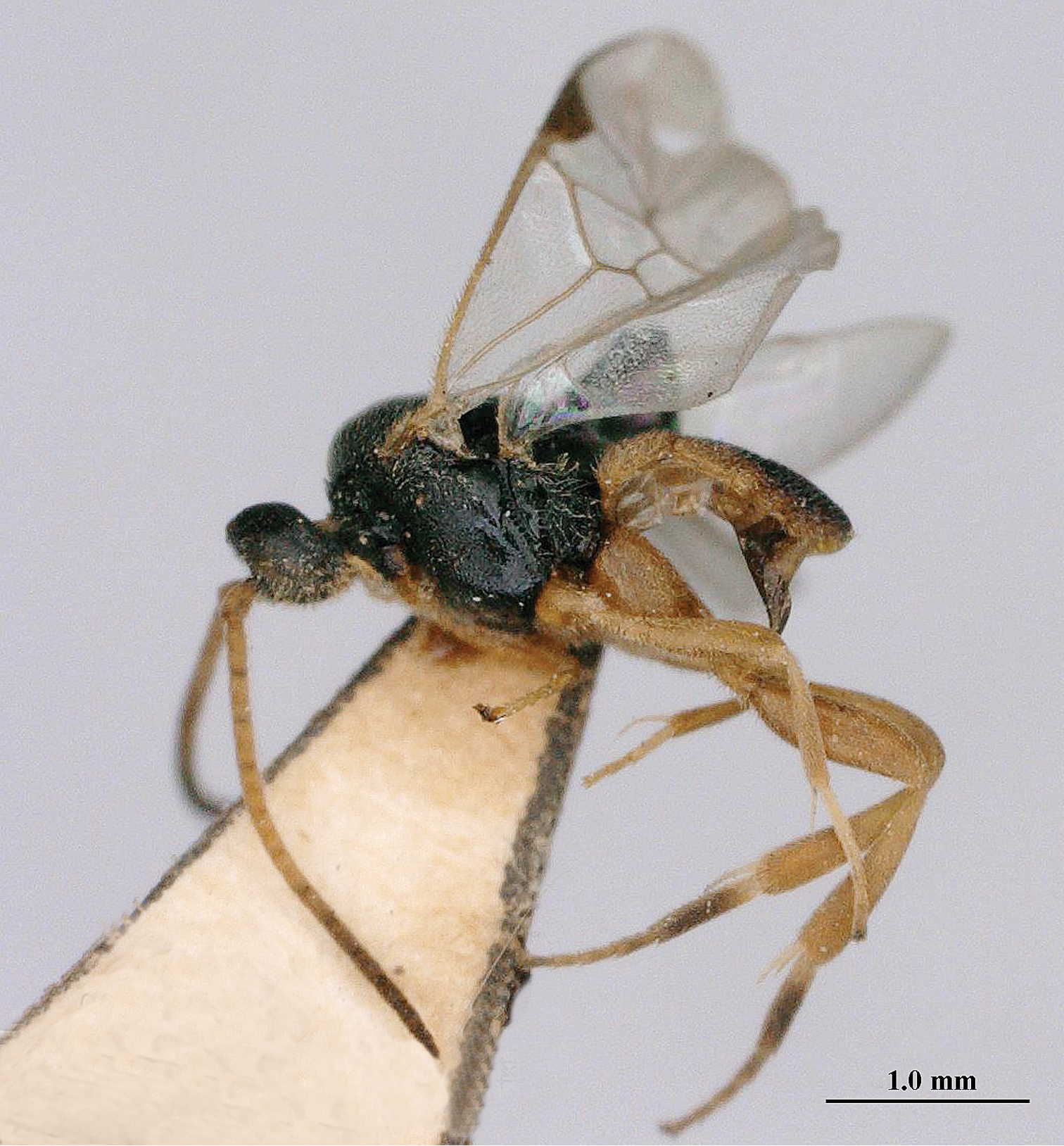 標本 Macrodontia flavipennis 61mm female Macrodontia cervicornis