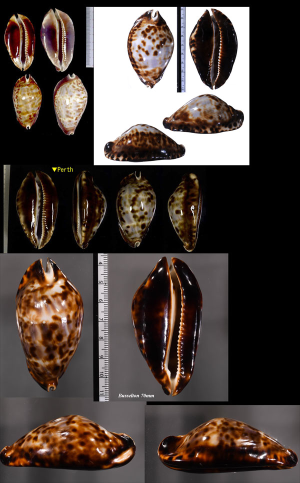 クロガネダカラ 貝殻 標本 Microshells: Zoila friendii クロガネダカラ