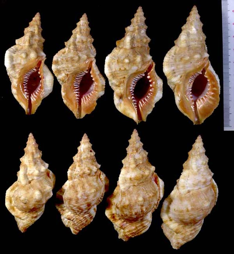 超希少)アツクチナルトボラ ソマリア共和国産 貝殻 超希少)アツクチ