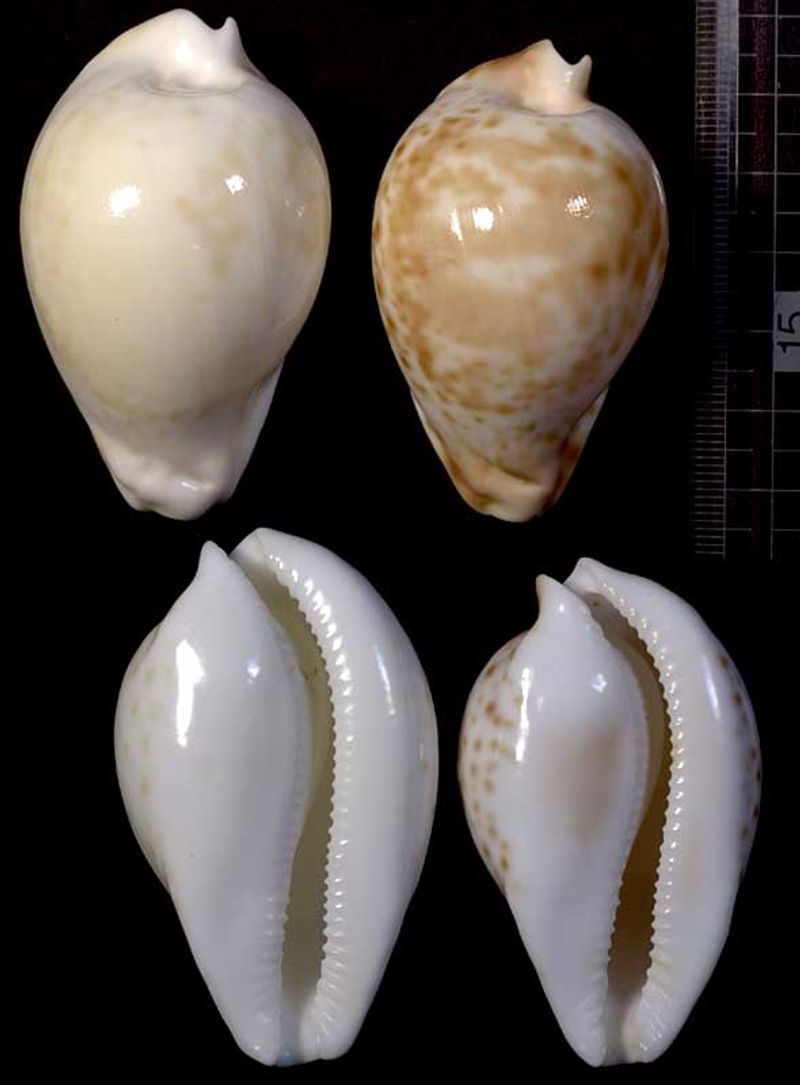 Microshells: Umbilia hesitata beddomei ベドムシロガネダカラ