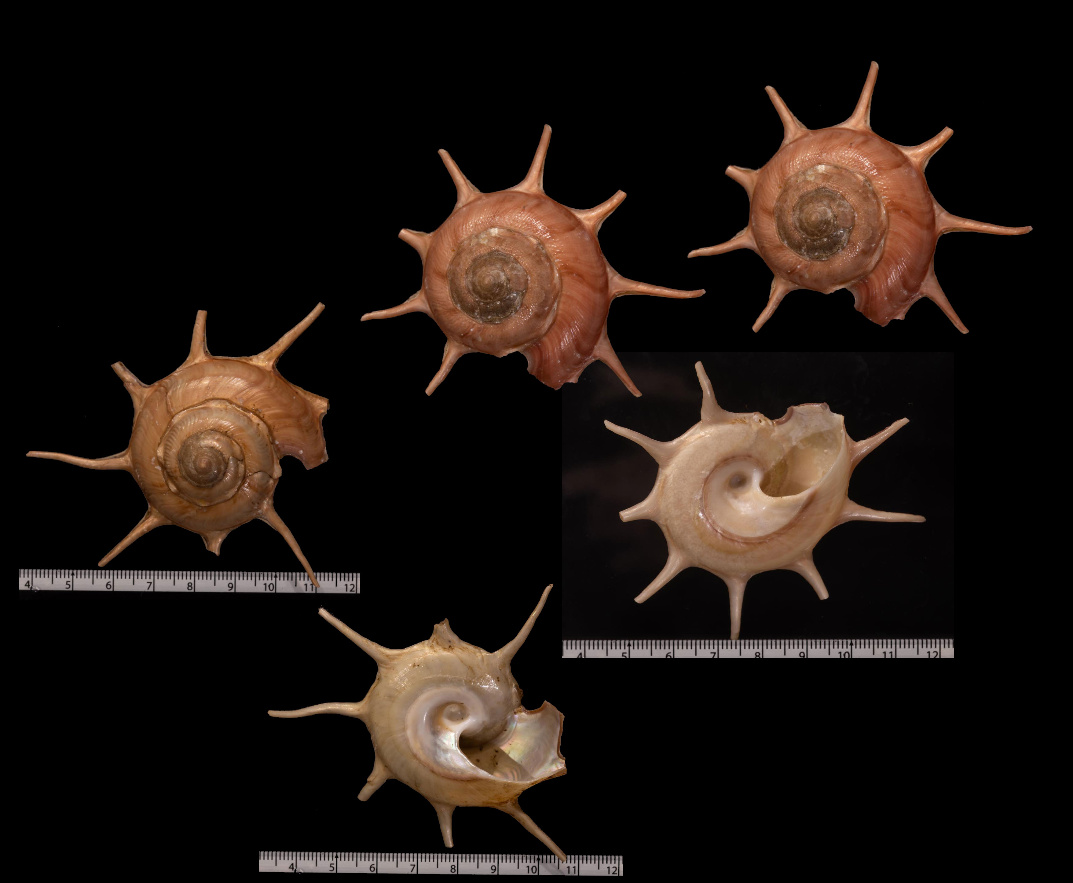 貝殻標本 ハリナガリンボウ （蓋つき） 貝殻標本ハリナガリンボウ（蓋