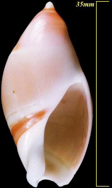 Microshells: Amalda utopica マボロシリュウグウボタル