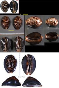 Microshells: Mauritia mauritiana ハチジョウダカラ