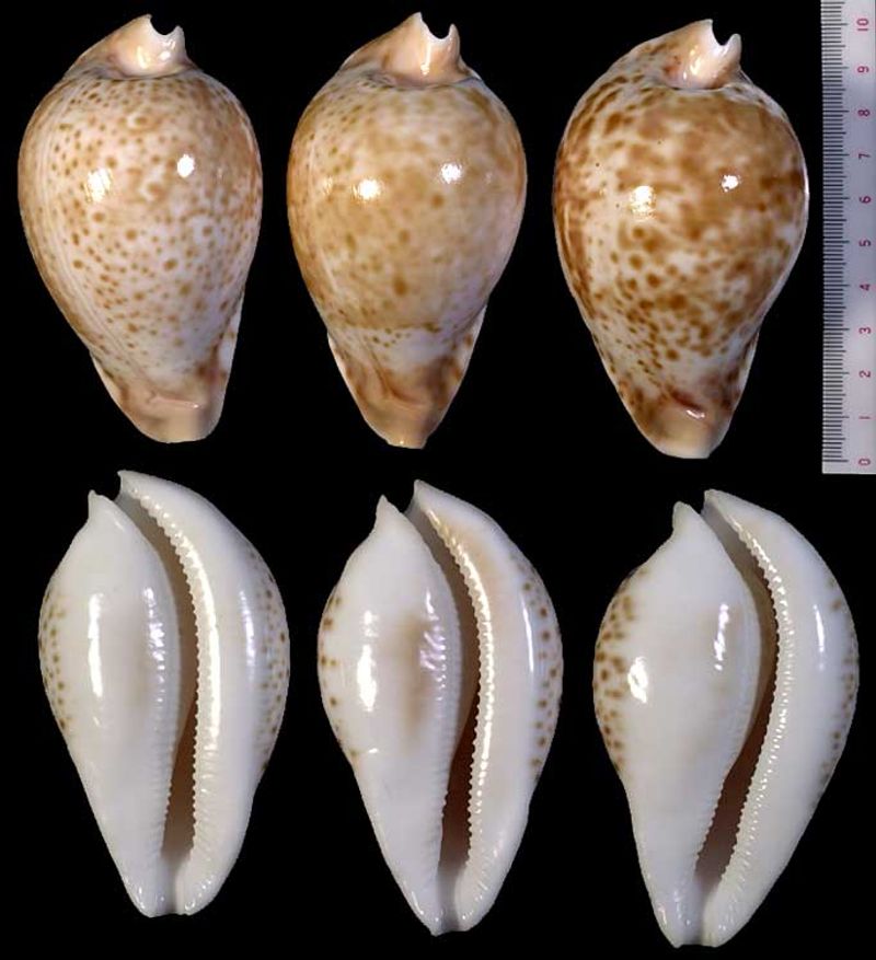 Microshells: Cypraea hesitata hesitata シロガネダカラ