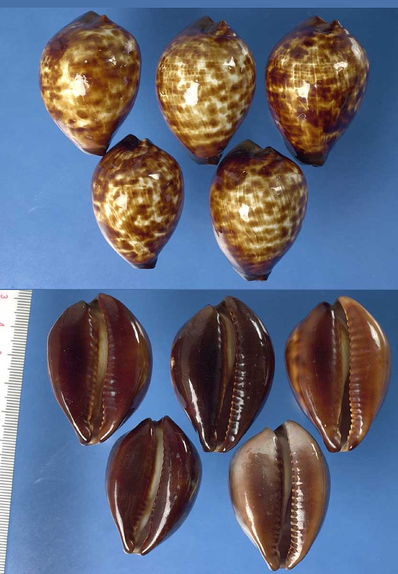 ⑦-1貝標本クロガネダカラ貝 標本 クロガネ ⑦-1貝標本クロガネダカラ