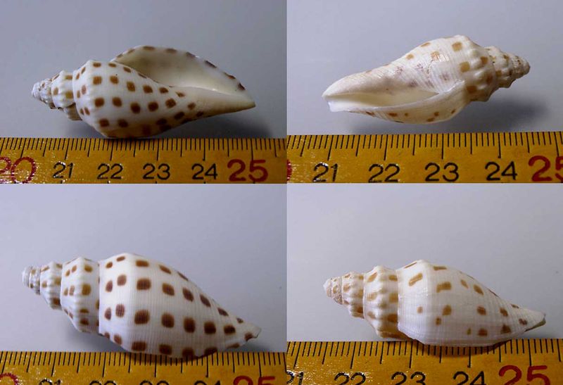 Microshells: Scaphella robusta marionae キサキリュウグウボラの一型