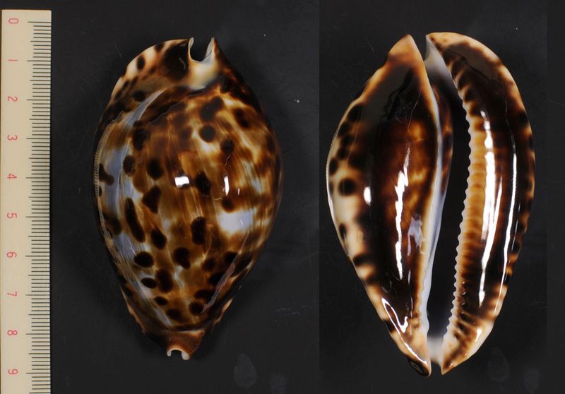 ナガクロガネダカラ【貝殻・タカラガイ】