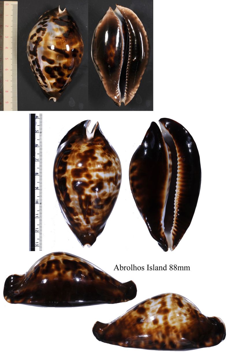 ナガクロガネダカラ【貝殻・タカラガイ】