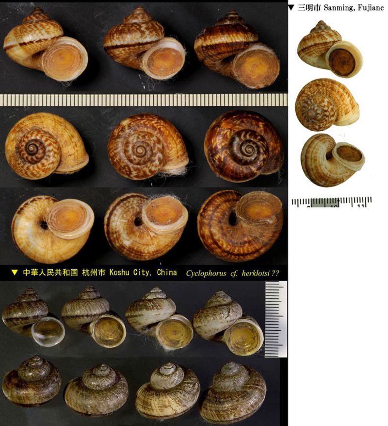 Microcyphus rousseaui ウニ殻 完品 Microcyphus rousseaui ウニ 殻 大