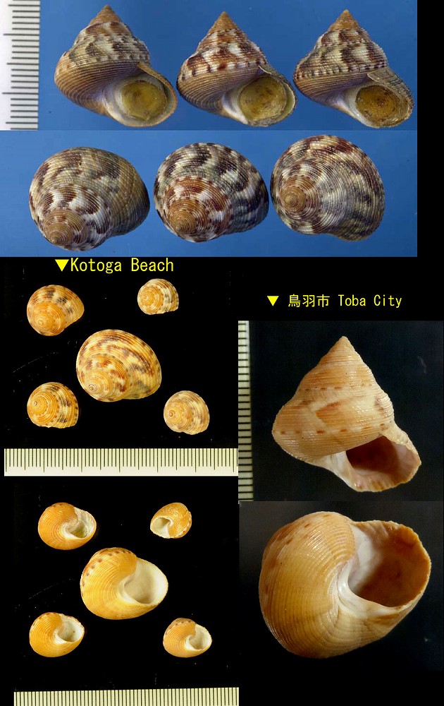 貝殻標本イガギンエビス⑦