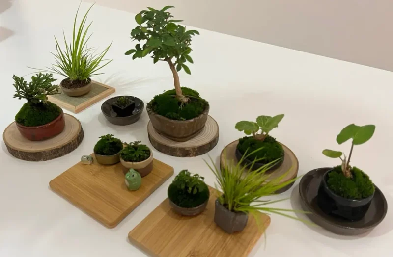 盆栽鉢 小品盆栽 山野草 392621-1.jpg