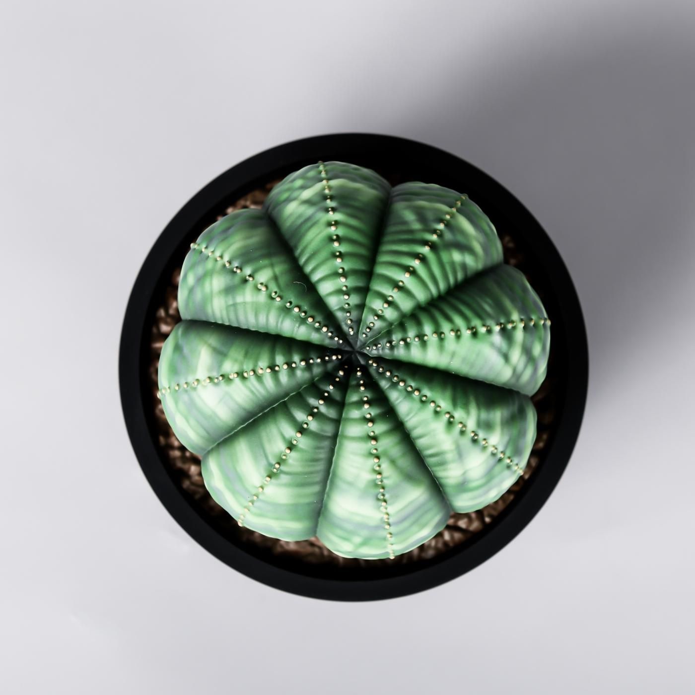 VCD Euphorbia obesa var.NORMAL – BOTANIZE