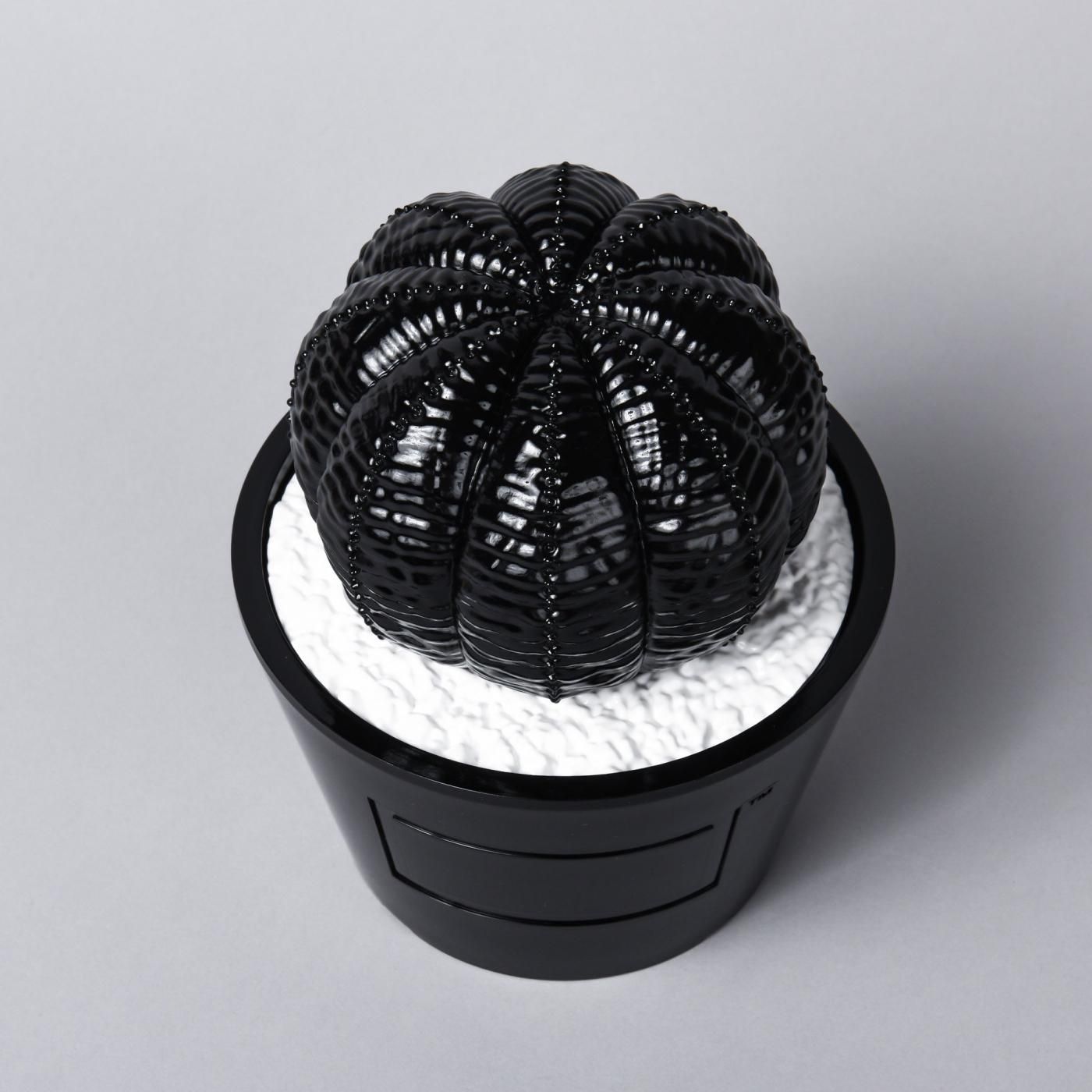 VCD Euphorbia obesa glosst var. BLACK – BOTANIZE