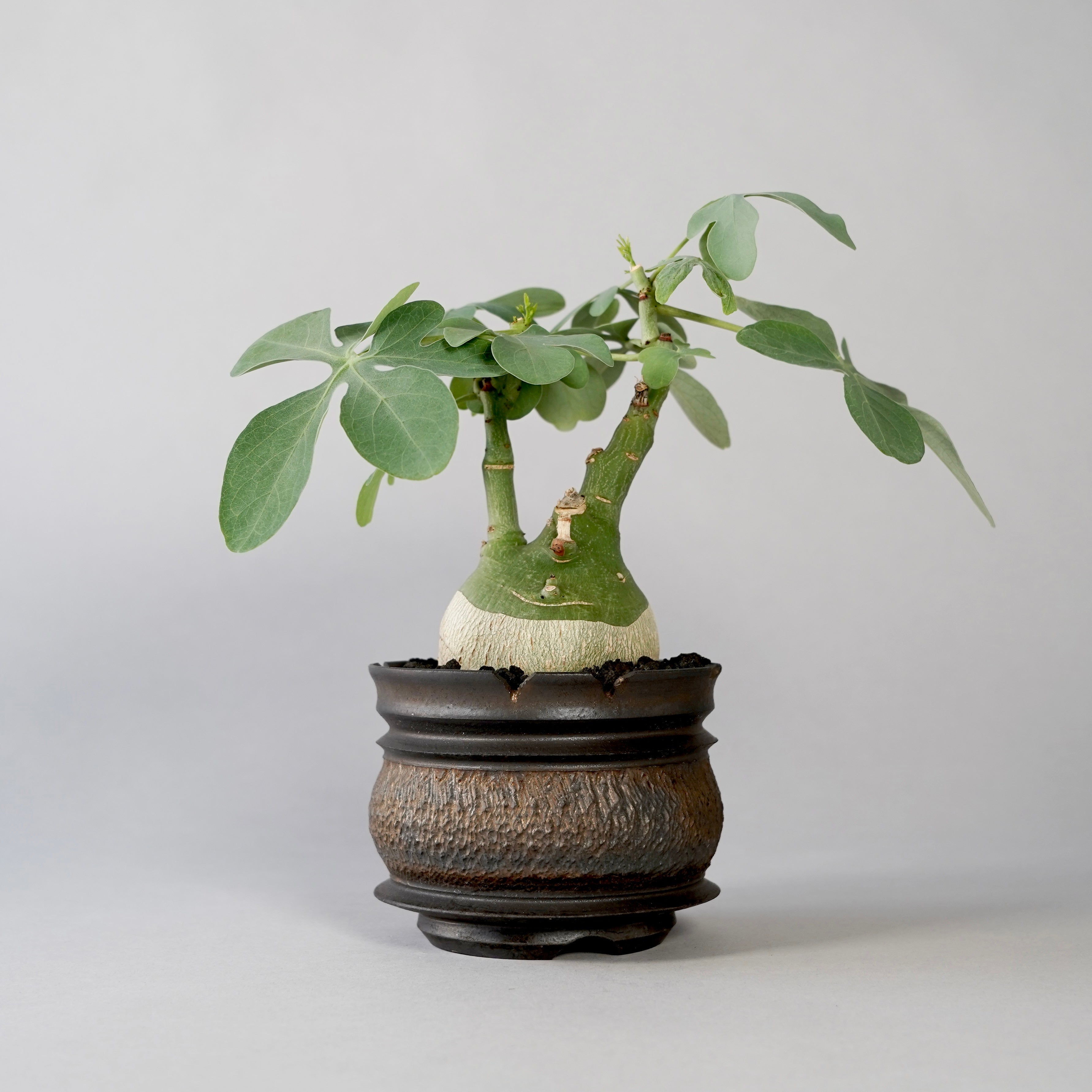 ぬいぐるみ Botanize Pachypatchy Large size ぬいぐるみ Botanize