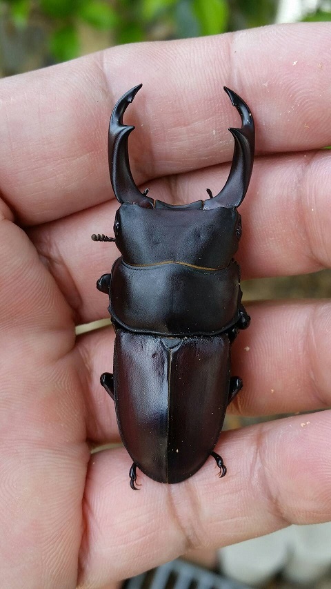オオコクワガタ♂53ミリWF1 オオクワガタ×コクワガタ