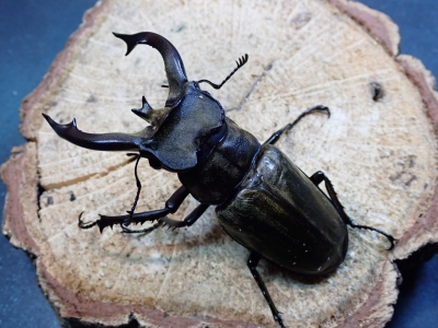 ルニフェルミヤマクワガタ野外品71mm