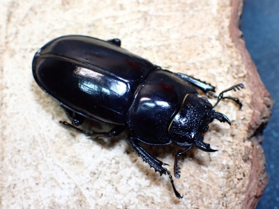 マキシカクワガタ野外品 雄67㍉ マキシカクワガタ野外品 雄67㍉