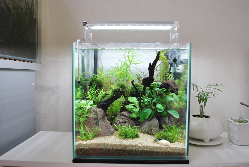 中古 ADA/アクアデザインアマノ アクアスカイ/AQUASKY 601 水草育成用