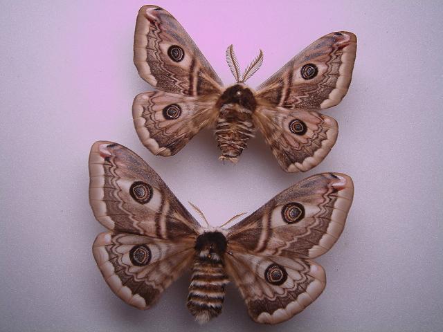 外国産蛾標本 クジャクヤママユ Saturnia spini どこで 買