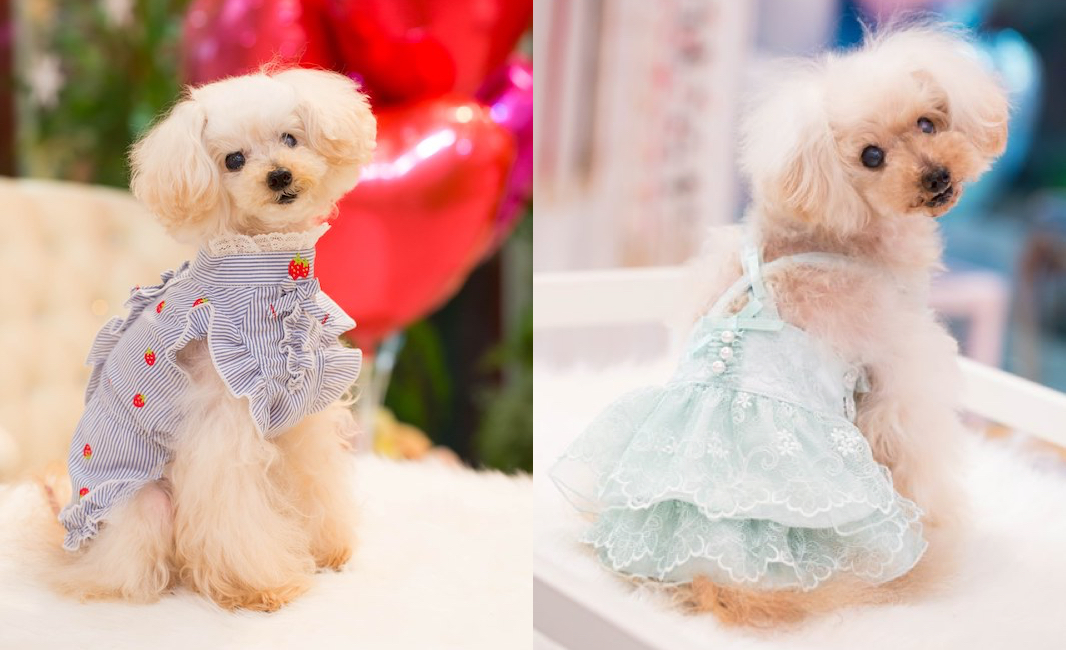 犬（わんちゃん）の洋服。ドッグブティック ブルブブ《サイズ寸法