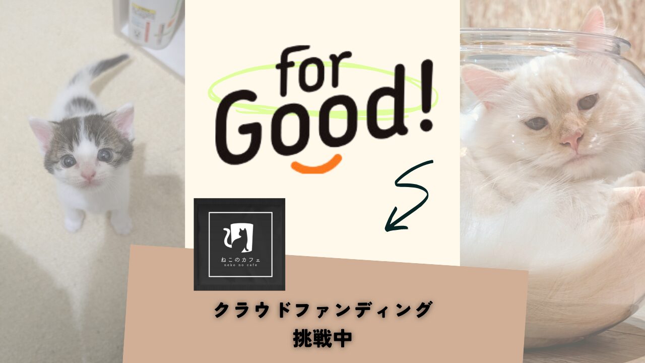 8月14日迄！猫カフェが作った本格的なディップコーヒーをクラウド