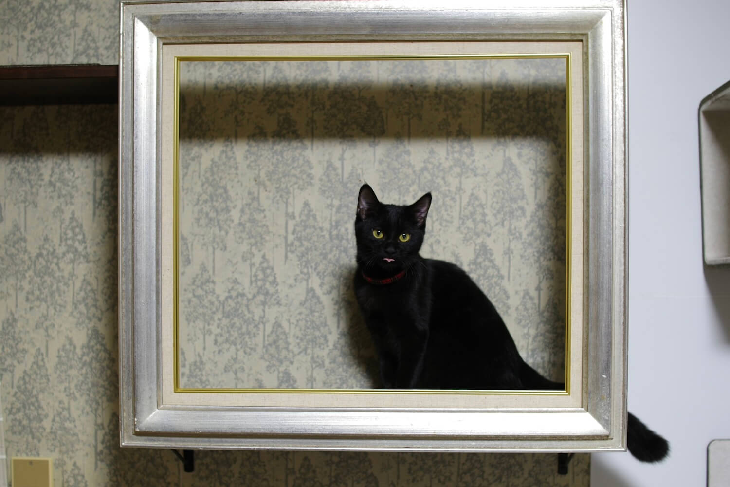 額縁ご確認ページ プカプカ猫 ひらめき猫×2 おまもり猫