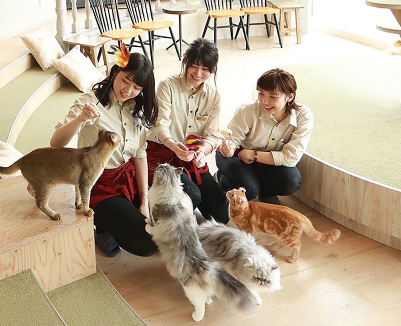 モモンガハウス(猫・カフェ)ボア茶 1800円 【公式通販】