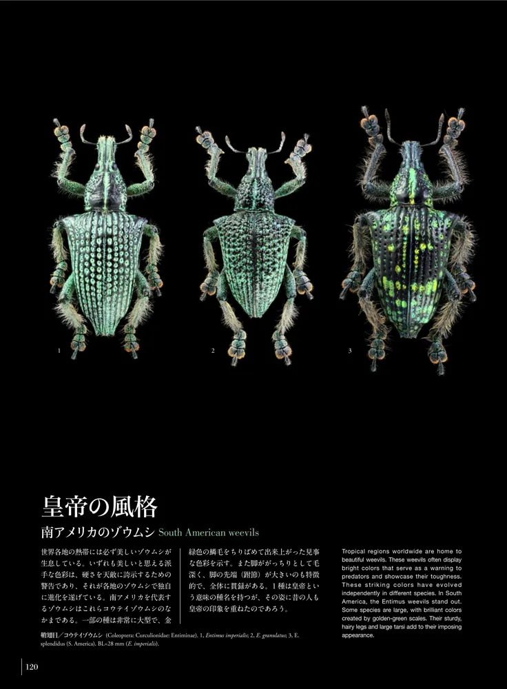 みのり 昆虫標本 みのり 昆虫標本 みのり 昆虫標本 みのり 昆虫標本