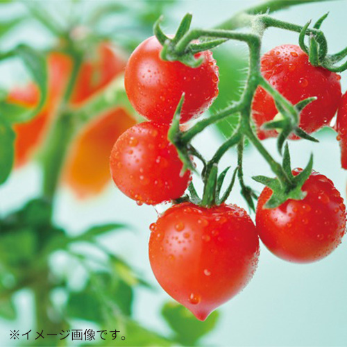 高級手芸 スキルスクリーン 完成品 ミニトマト柄 高級手芸 スキル