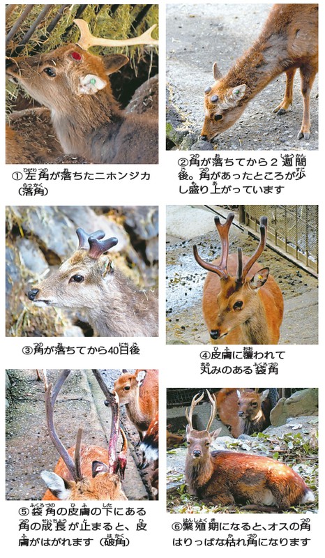 日本鹿 角 三対 6本セット ニホンジカ ツノ まとめ売り O 日本鹿 角