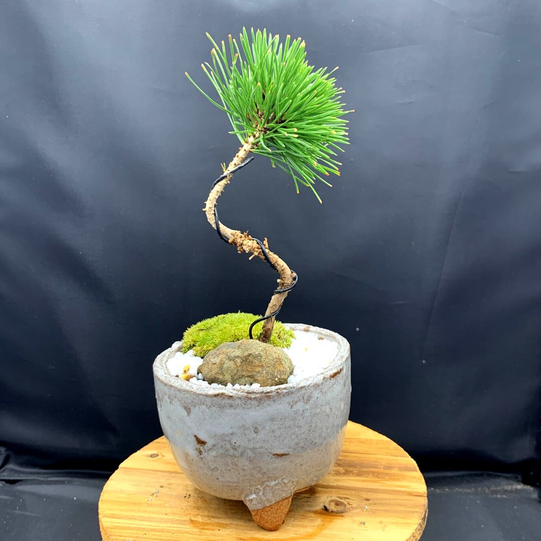 長方鉢 多肉植物鉢 盆栽鉢 植木鉢 小品盆栽鉢 大品盆栽鉢