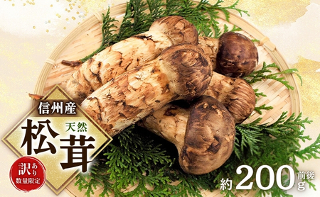 北海道松茸500g 訳あり