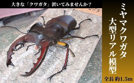 大型 良型 マキシカクワガタ♂野外標本 大型 良型 マキシカクワガタ