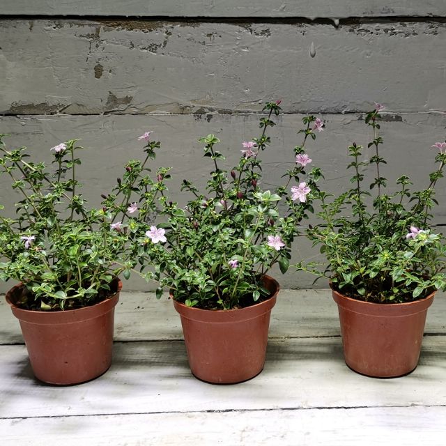 時代 古木 竹工細工 中型 花台 香台 盆栽台 丁香花盆栽的價格推薦-