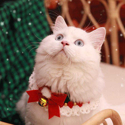 EMY's Gallery 猫襟 ワンちゃん襟 首輪 カギ編み 犬襟 つけ襟