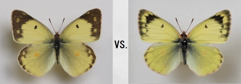 モンキチョウ♀レア型 黄色型 異常型 変異・異常型図鑑／モンキチョウ