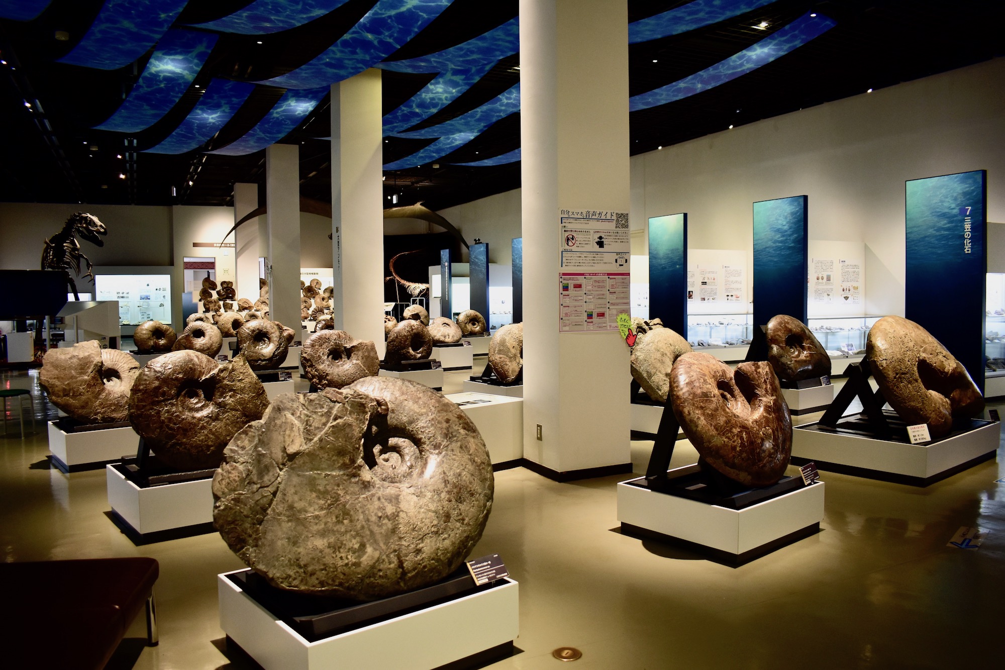 日本のマニアックな観光地 3 三笠市立博物館で日本一のアンモナイト