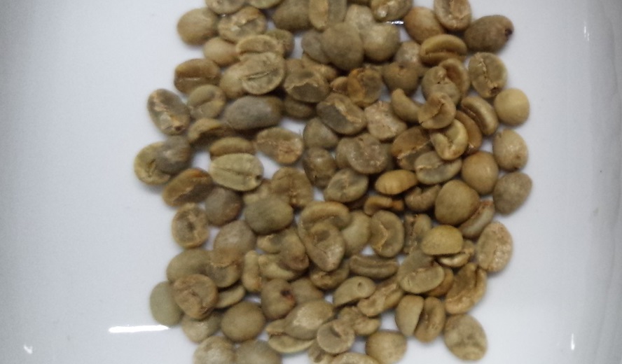 コーヒー生豆 タイ 9kg ハンドピック済み コーヒー生豆 タイ 9kg