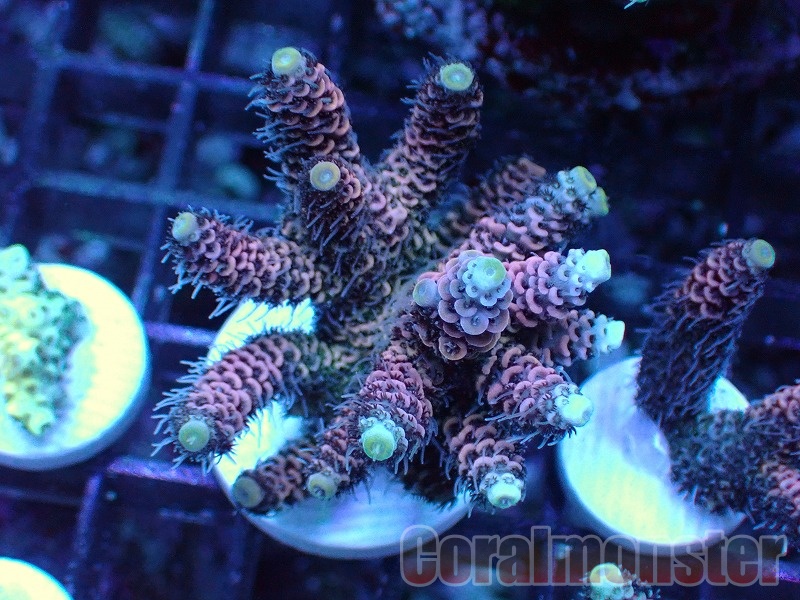 ブルーのコノハチョウ「1ペア」インドネシア産 【公式通販】