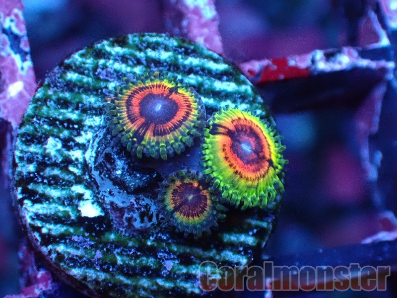 マメスナ 6種類セット マメスナ 6種類セット マメスナ6種類セット