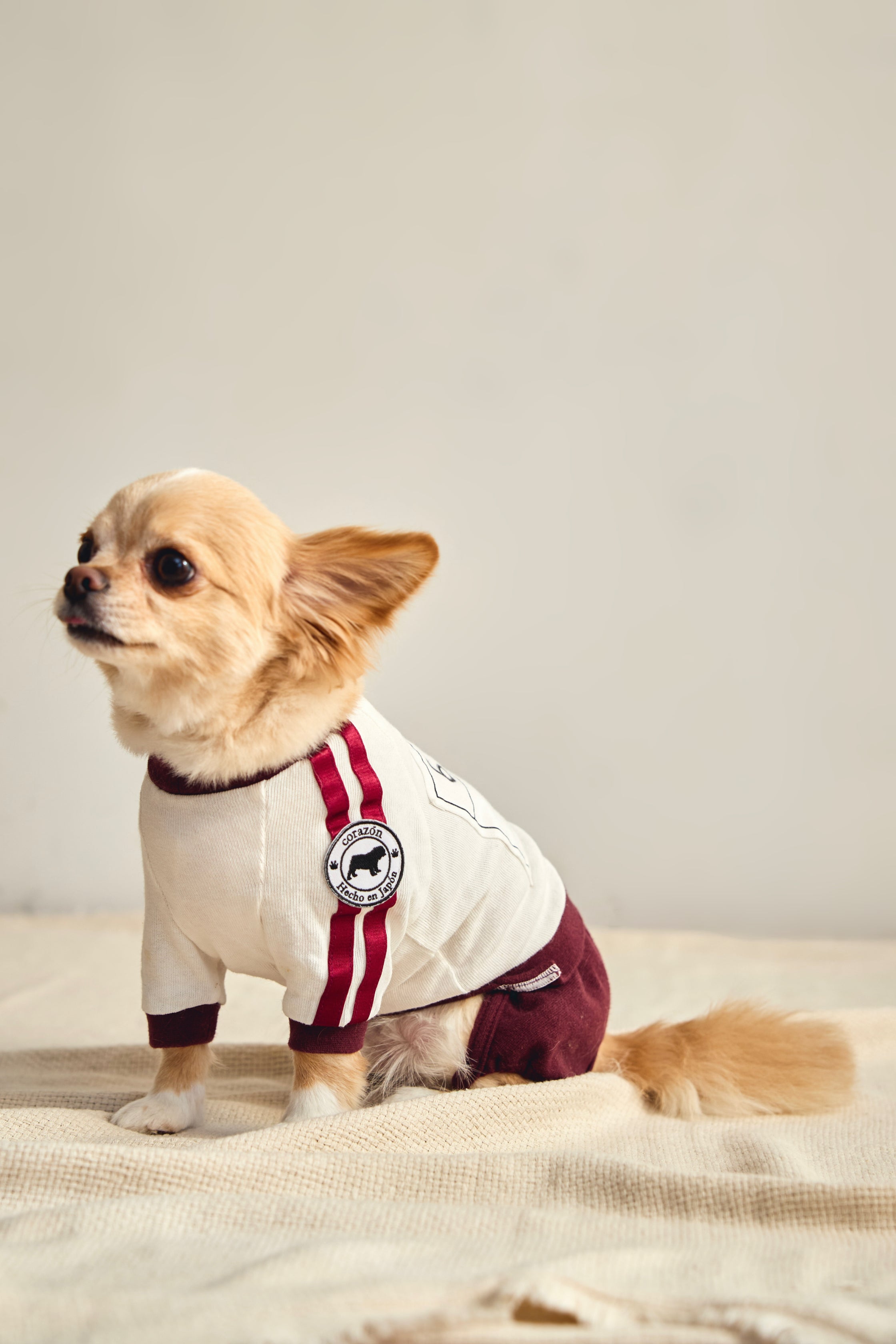 ペット服ならcorazón（コラソン）/【えんじ】ゼッケン付きブルマ体操着