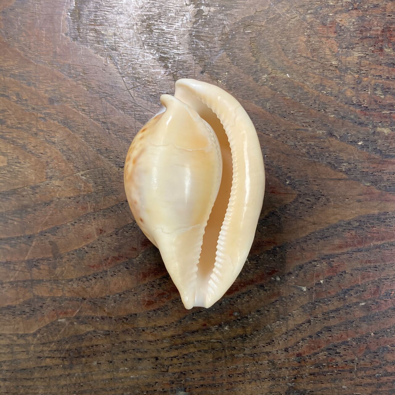 大型)ウスアカネダカラ 薄茜宝貝 貝殻 コレクション タカラガイ ラベル